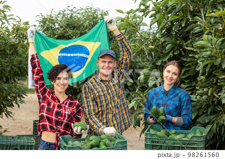 Smiling farmers holding flag of Brazil in avocado plantation Smiling farmers holding flag of Brazil in avocado plantation 98261560