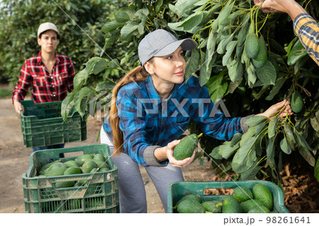 Positive farmer woman picking avocados in garden Positive farmer woman picking avocados in garden 98261641