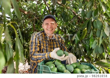 Positive gardener picking avocados from green leafy tree Positive gardener picking avocados from green leafy tree 98261658
