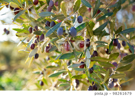 Growing black olives in orchard 98261679