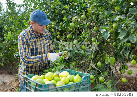 Portrait of man professional farmer during harvesting of lemon at plantation 98261983