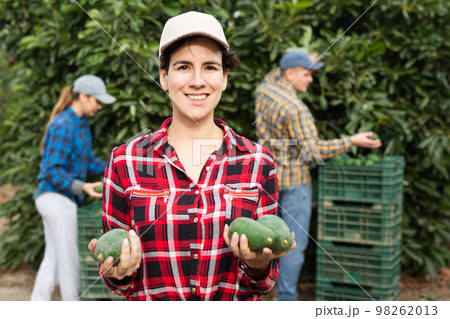 Smiling successful Latin woman farmer picking and holding ripe avocados in garden during harvesting season 98262013