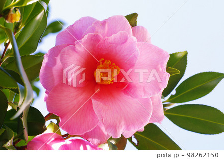 赤く開花したツバキ(椿)の花に春の息吹を感じる 赤く開花したツバキ(椿)の花に春の息吹を感じる 98262150
