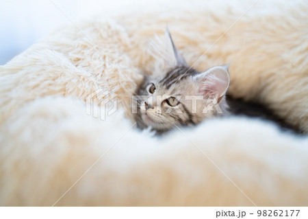メインクーンの子猫 98262177