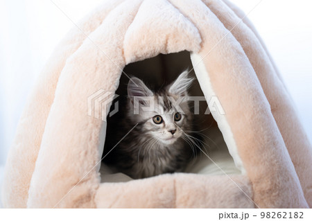 メインクーンの子猫 メインクーンの子猫 98262182