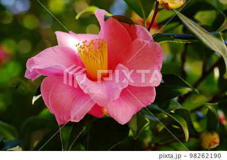 赤く開花したツバキ(椿)の花に春の息吹を感じる 赤く開花したツバキ(椿)の花に春の息吹を感じる 98262190