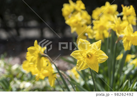 鈴鹿の森公園　ラッパスイセン 98262492