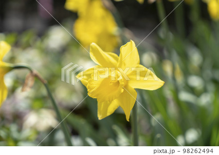 鈴鹿の森公園　ラッパスイセン 98262494