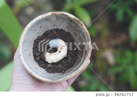 バレンタインデーの手作りチョコレート菓子 カブトムシの幼虫チョコとクッキーの土 バレンタインデーの手作りチョコレート菓子 カブトムシの幼虫チョコとクッキーの土 98262752