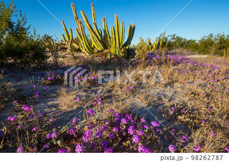 Cactus in Mexico Cactus in Mexico 98262787