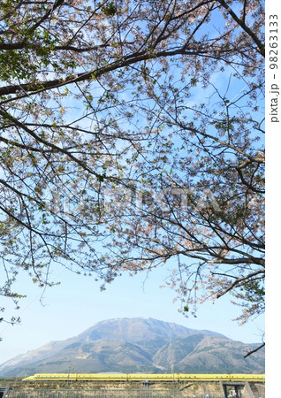 桜咲く伊吹山麓を走るドクターイエロー 98263133