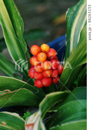 オモト（万年青）の赤い実が赤珊瑚のように美しい 98263155