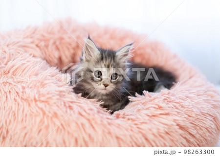 メインクーンの子猫 98263300