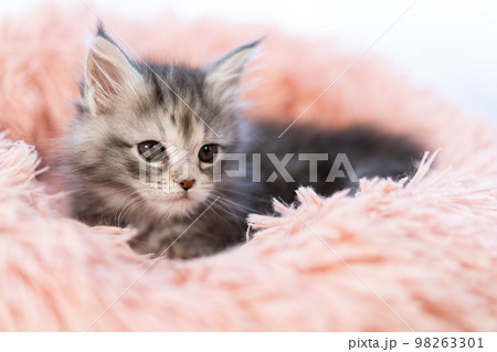 メインクーンの子猫 メインクーンの子猫 98263301