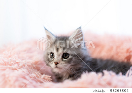 メインクーンの子猫 メインクーンの子猫 98263302