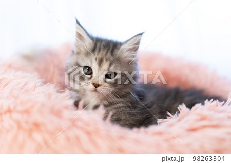 メインクーンの子猫 98263304