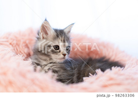 メインクーンの子猫 98263306