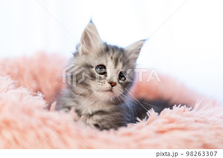 メインクーンの子猫 メインクーンの子猫 98263307