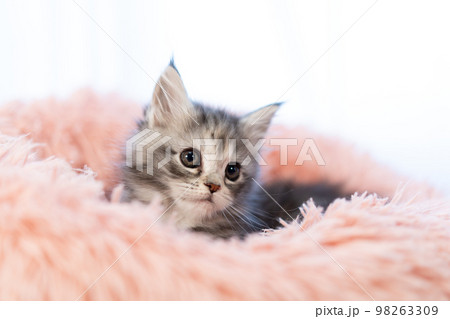メインクーンの子猫 メインクーンの子猫 98263309