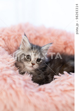 メインクーンの子猫 メインクーンの子猫 98263314