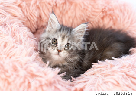 メインクーンの子猫 メインクーンの子猫 98263315