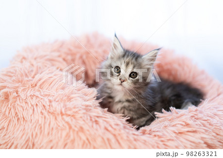 メインクーンの子猫 98263321