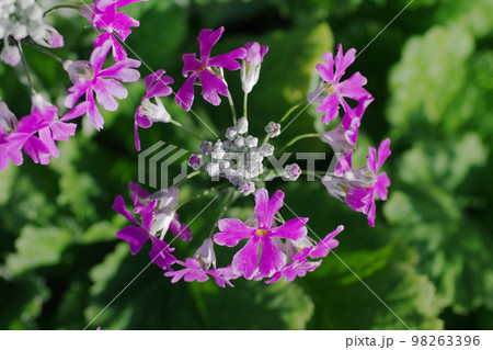 サクラソウ（桜草）が開花し早春の息吹を感じる 98263396