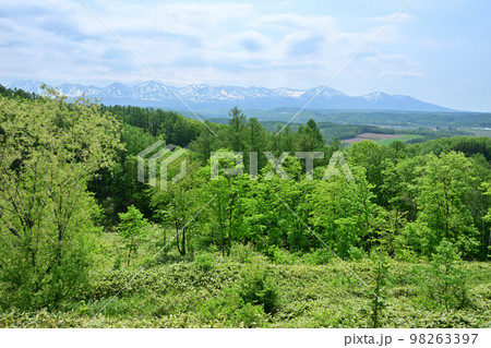 十勝岳連峰 98263397