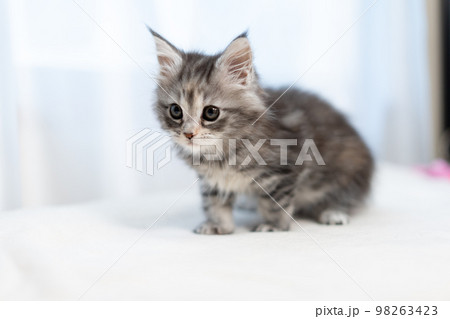 メインクーンの子猫 メインクーンの子猫 98263423