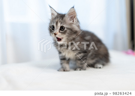メインクーンの子猫 メインクーンの子猫 98263424