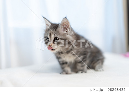 メインクーンの子猫 98263425