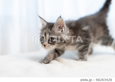 メインクーンの子猫 98263426