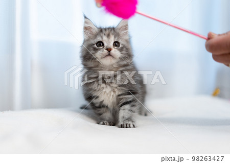 メインクーンの子猫 98263427