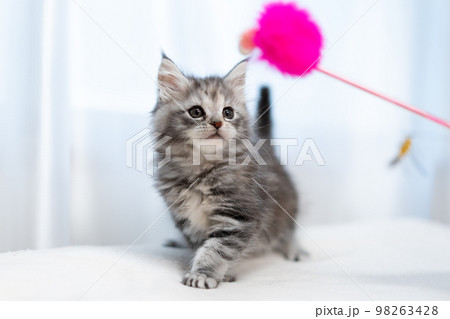 メインクーンの子猫 メインクーンの子猫 98263428