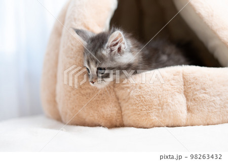 メインクーンの子猫 メインクーンの子猫 98263432