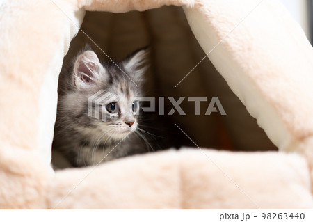 メインクーンの子猫 98263440