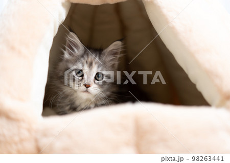 メインクーンの子猫 98263441