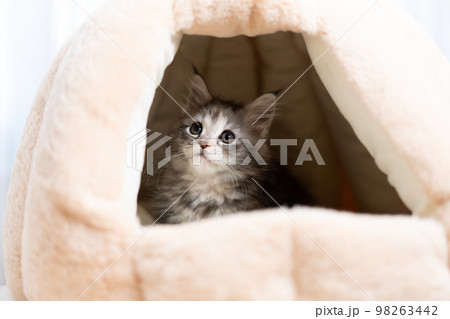 メインクーンの子猫 98263442