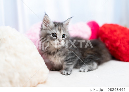 メインクーンの子猫 98263445