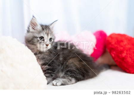 メインクーンの子猫 98263502