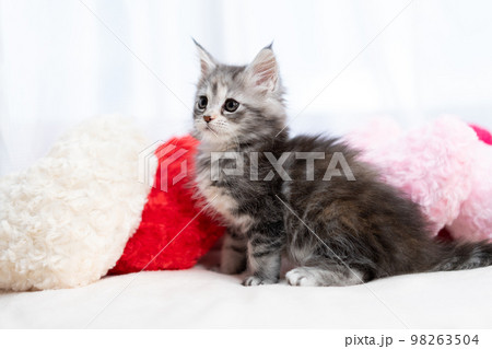 メインクーンの子猫 98263504