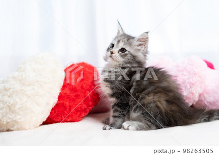 メインクーンの子猫 98263505