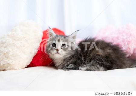 メインクーンの子猫 98263507
