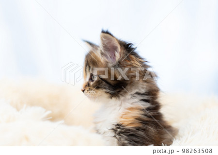 メインクーンの子猫 98263508