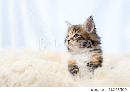 メインクーンの子猫 メインクーンの子猫 98263509