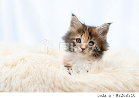 メインクーンの子猫 メインクーンの子猫 98263510
