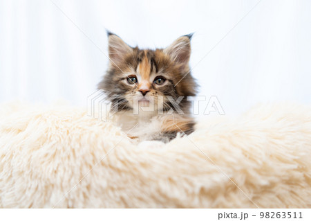 メインクーンの子猫 メインクーンの子猫 98263511