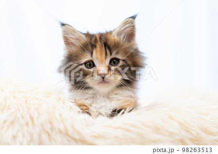 メインクーンの子猫 98263513