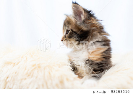 メインクーンの子猫 98263516