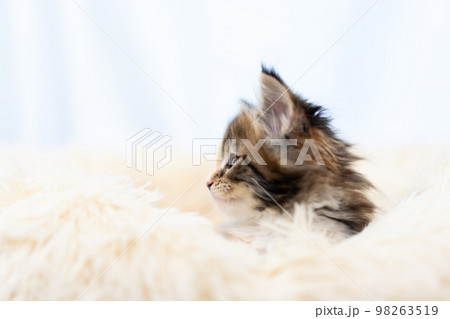 メインクーンの子猫 メインクーンの子猫 98263519